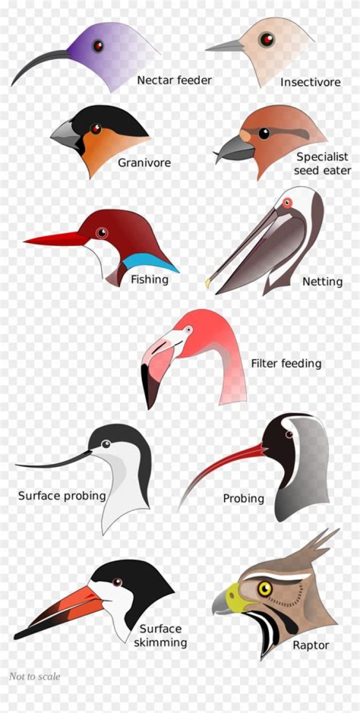 Which bird has a pouch like beak?