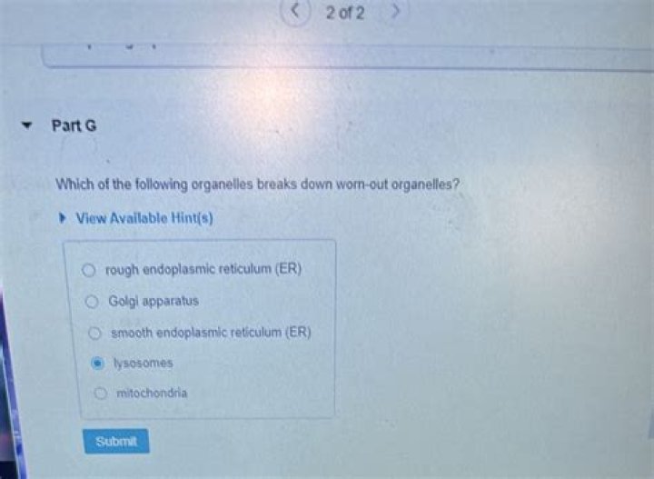 Which breaks down worn-out organelles?