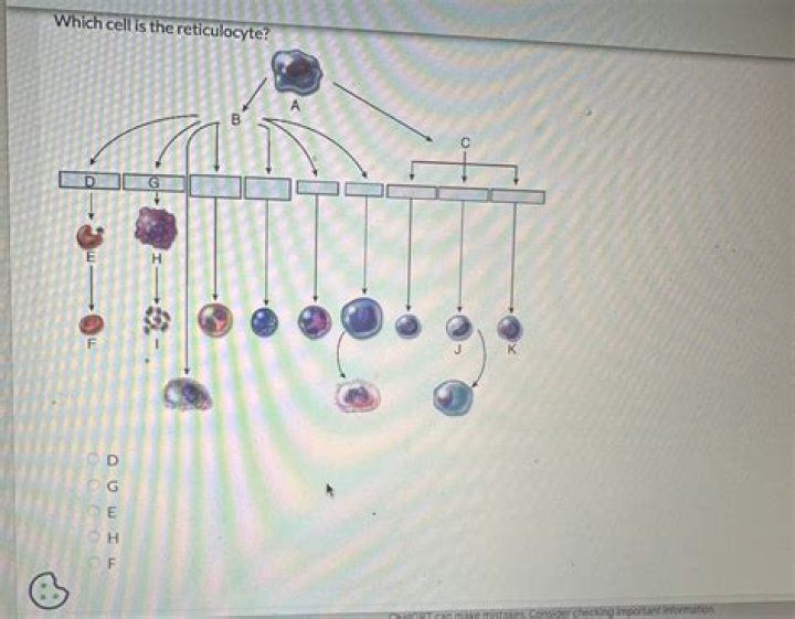 Which cell is the reticulocyte?