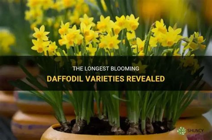 Which daffodils bloom longest?