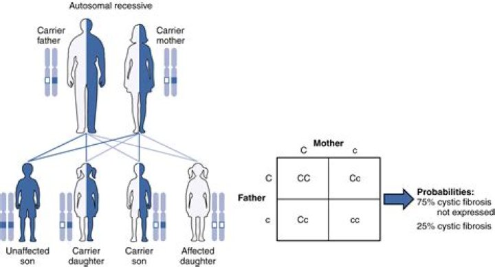 Which gene is dominant for dwarfism?