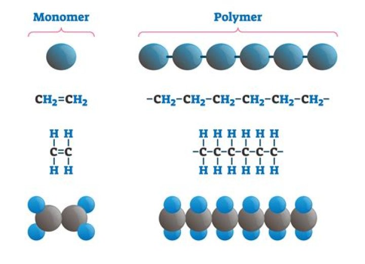 Which important polymer is located in the nucleus?