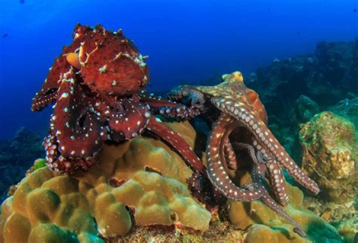 Which is correct octopuses or octopi?