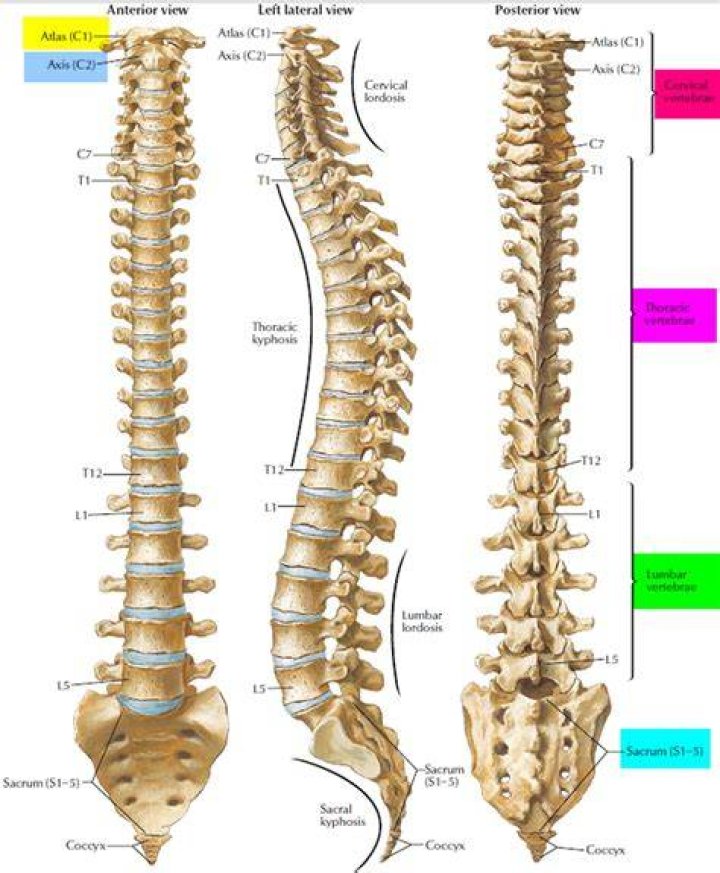 Which is the spinal column?