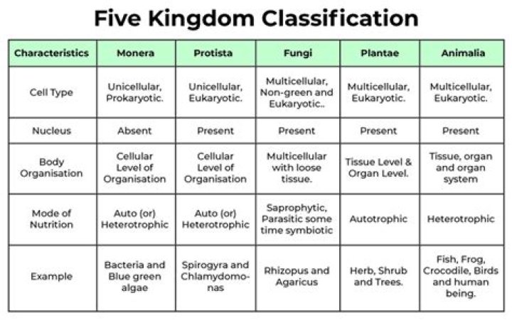 Which kingdom is mildew from?