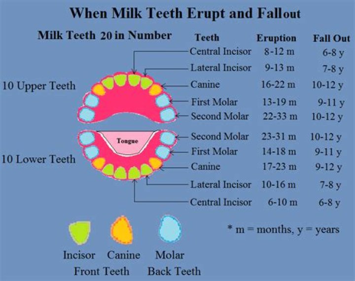 Which milk teeth fall out first?