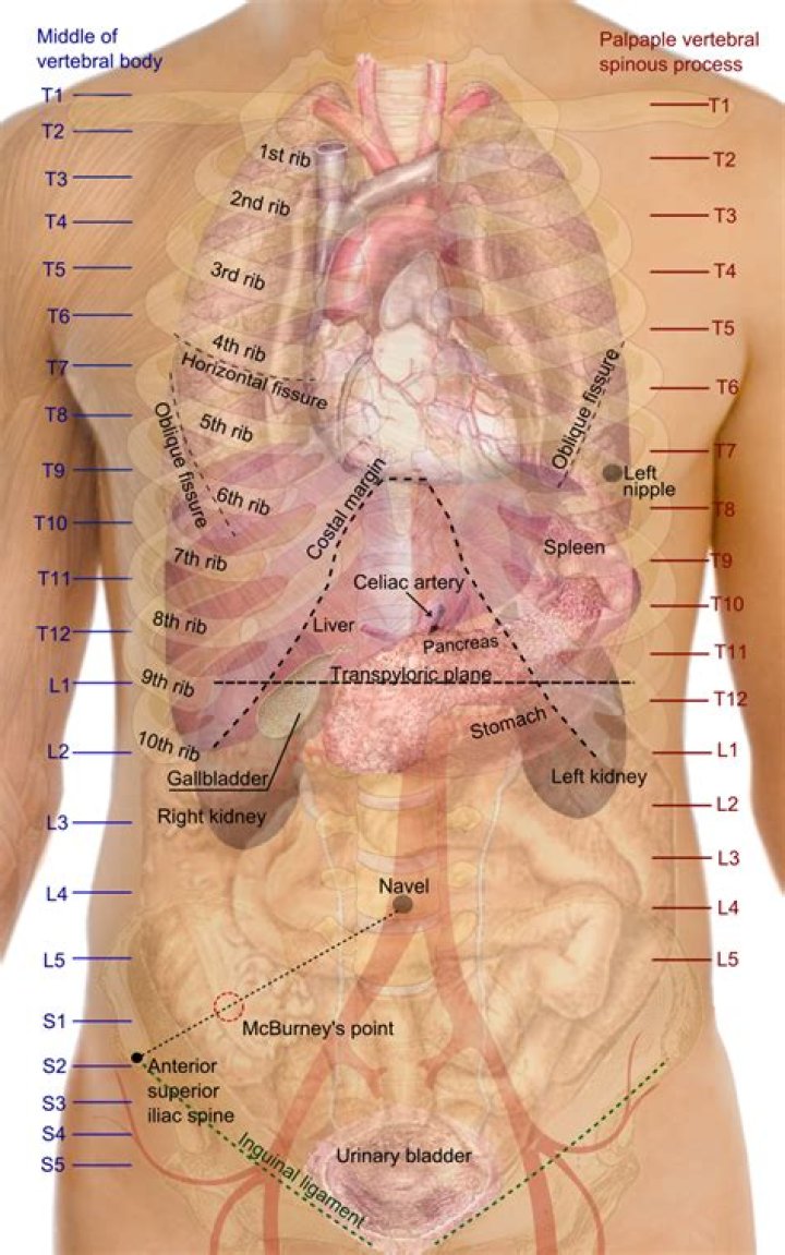 Which organs are most highly perfused?