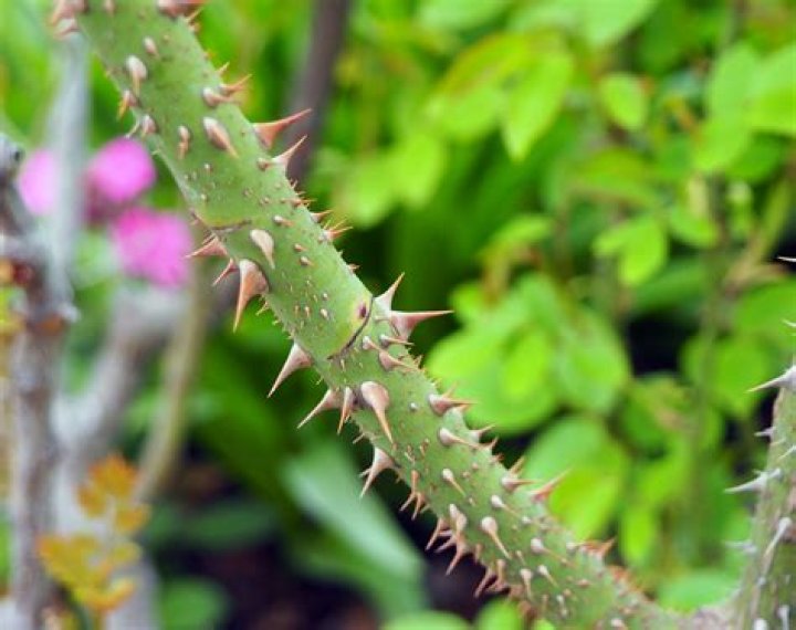 Which plants have prickles?