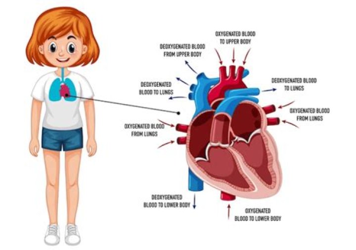 Which side female heart?