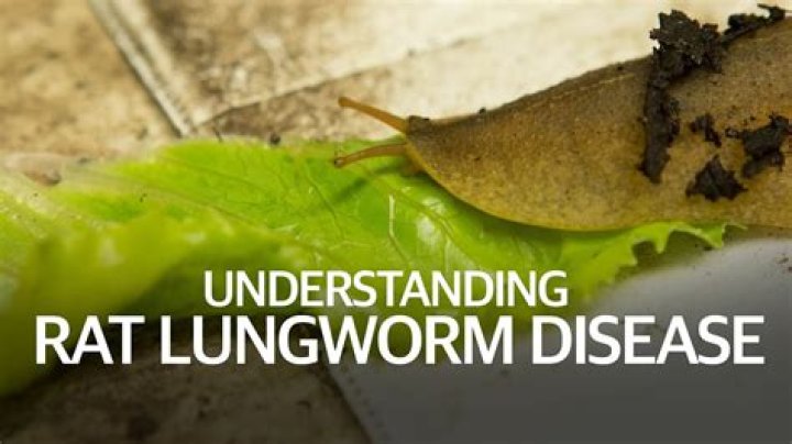 Which slugs carry rat lungworm?