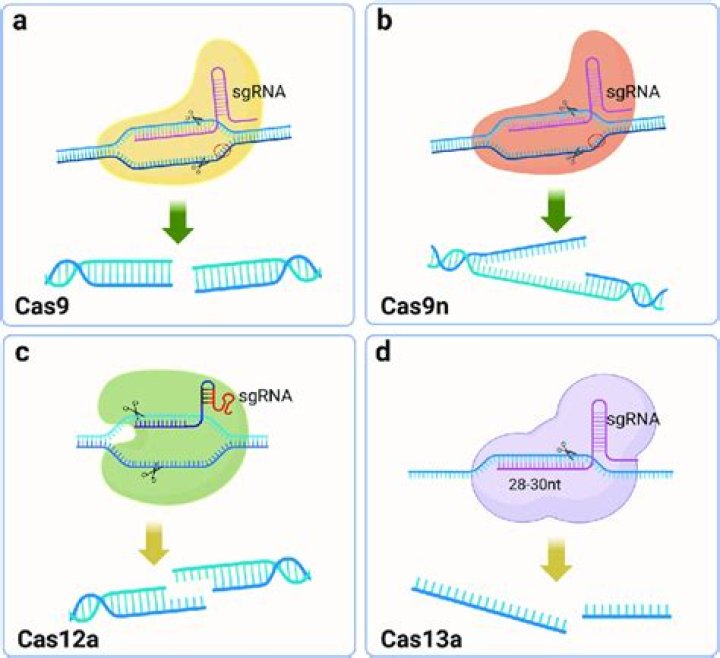 Which system cleaves the dna randomly?