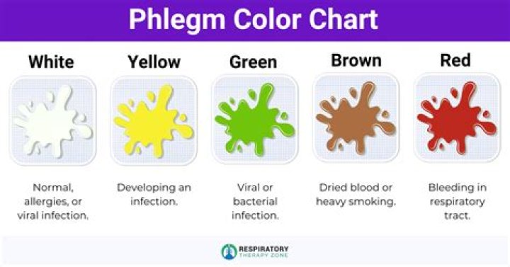 Which term means phlegm?