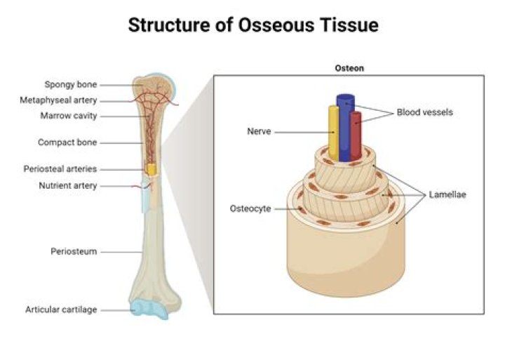 Which tissue smoothes bone surfaces at joints?