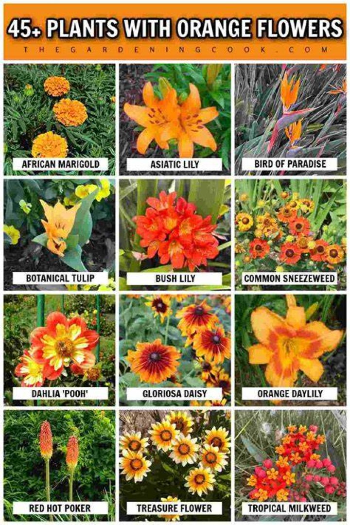 Which tree has orange flowers?