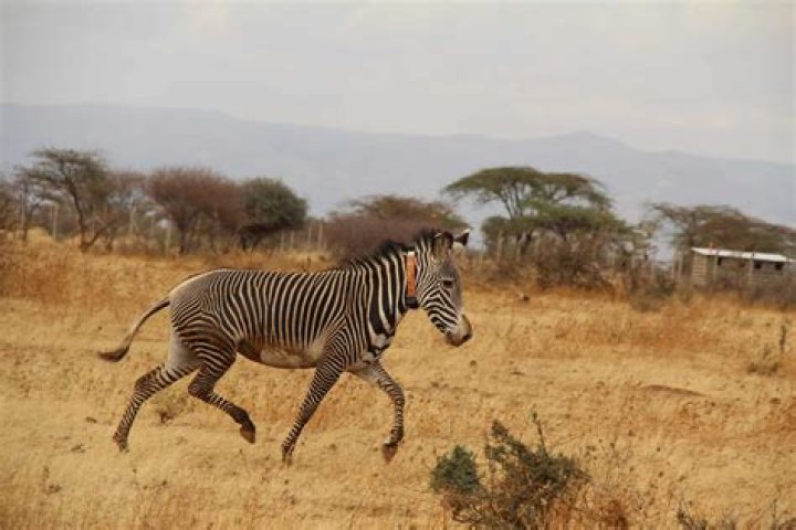 Which zebras are endangered?