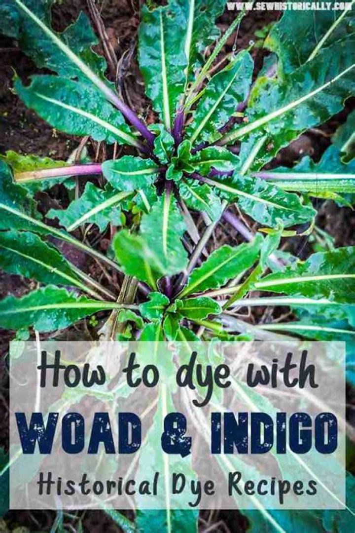 Who are indigo and woad?