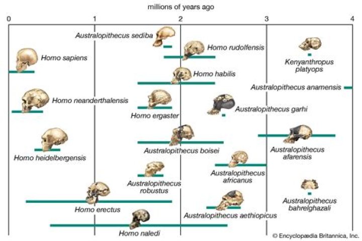Who did homo sapiens evolve from?