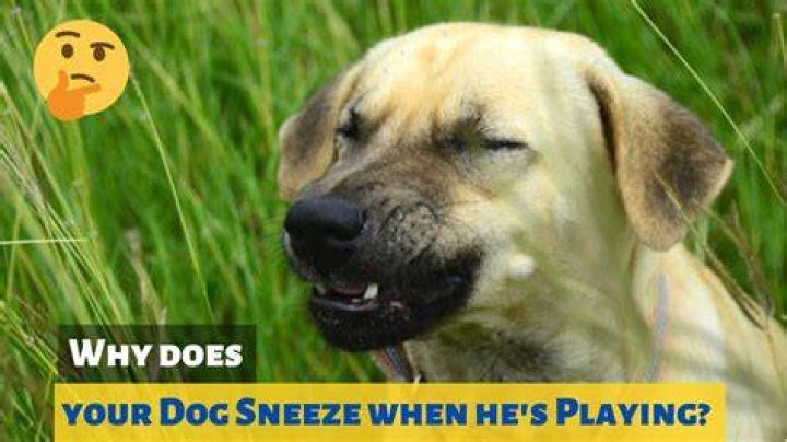 Who do dogs sneeze?