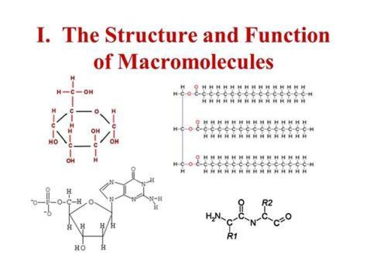 Who do macromolecules form?
