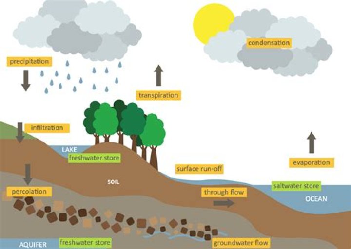 Who is hydrological cycle?