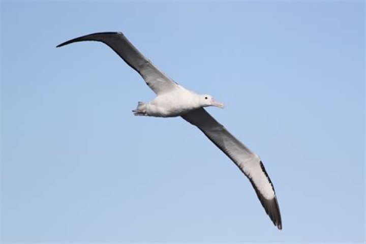 Whose patronus is an albatross?