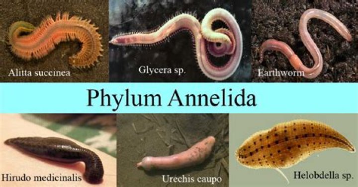 Why annelids are metamerically segmented?