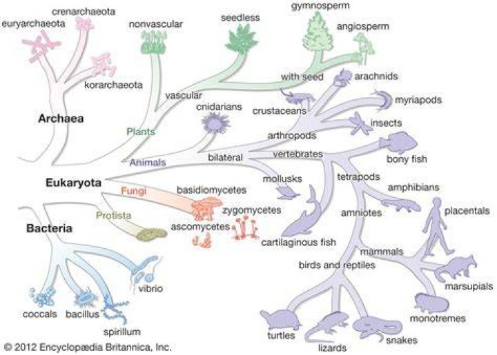 Why archaea are extremophiles?