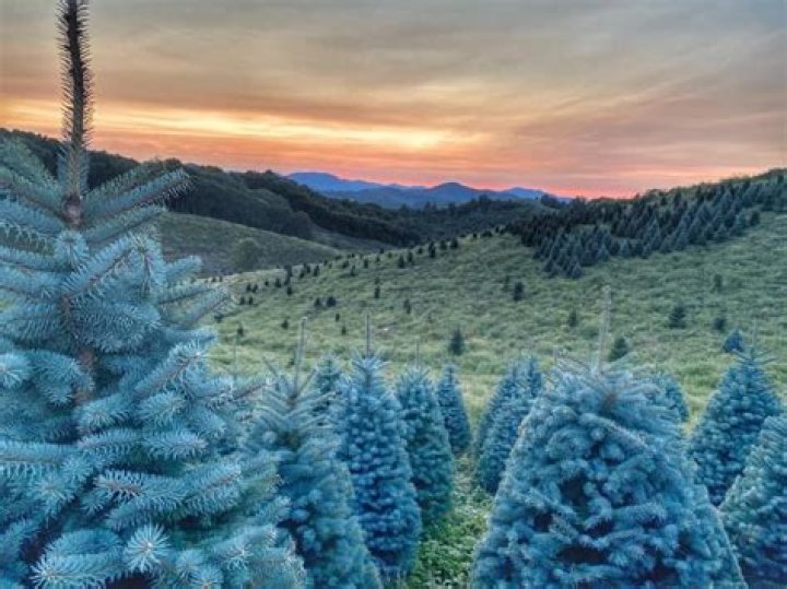 Why are blue spruces blue?