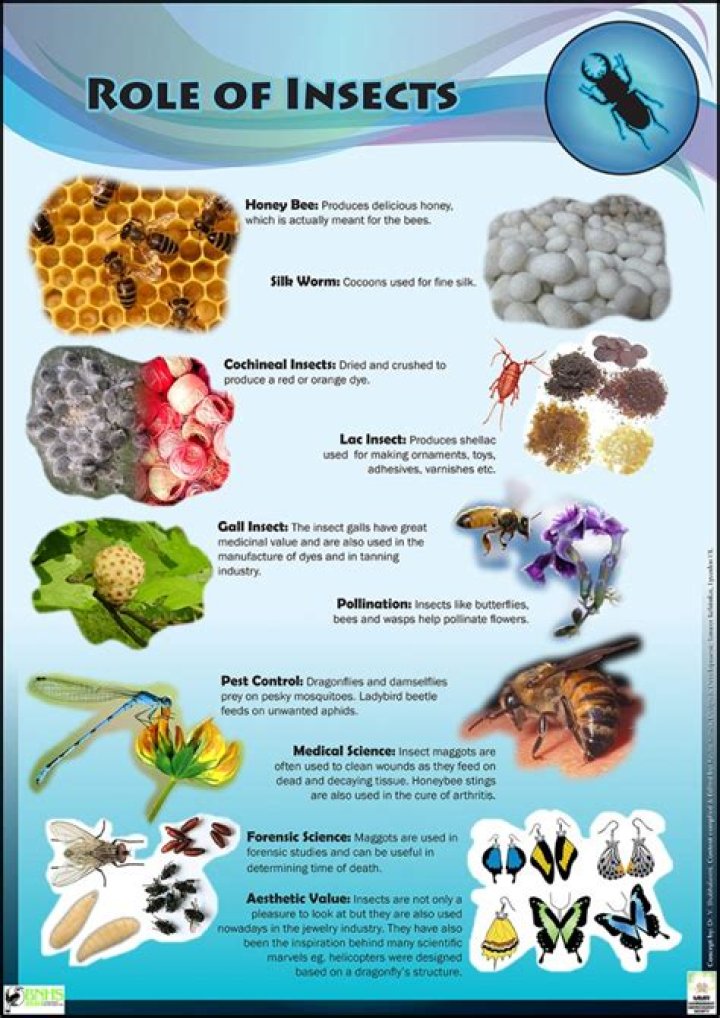 Why are bugs important?