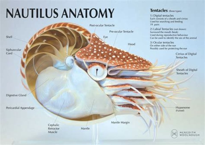 Why are chambered nautilus important?