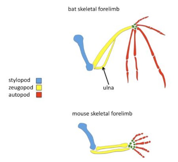 Why are forelimbs similar?
