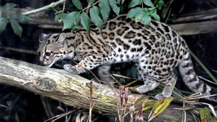 Why are margays endangered?