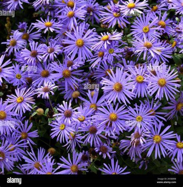 Why are michaelmas daisies so called?