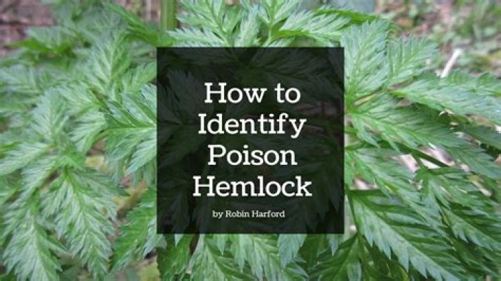 Why are my hemlocks dying?