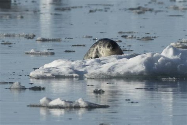 Why are ringed seals important?