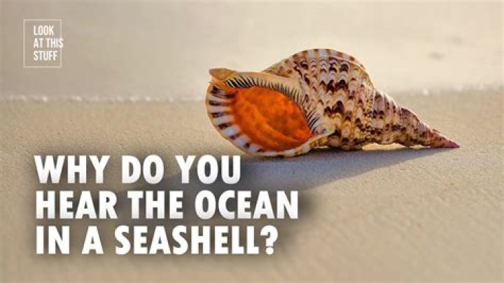 Why can i hear the sea in a shell?