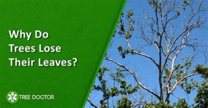 Why deciduous trees lose leaves?