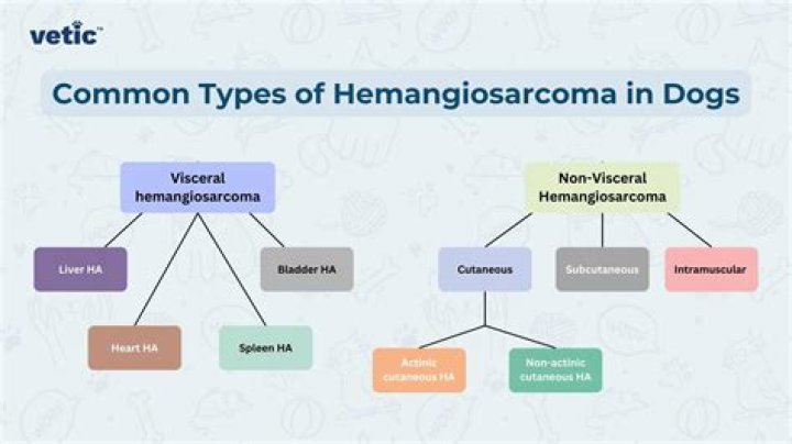 Why did my dog get hemangiosarcoma?