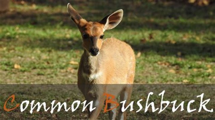 Why do bushbuck bark?
