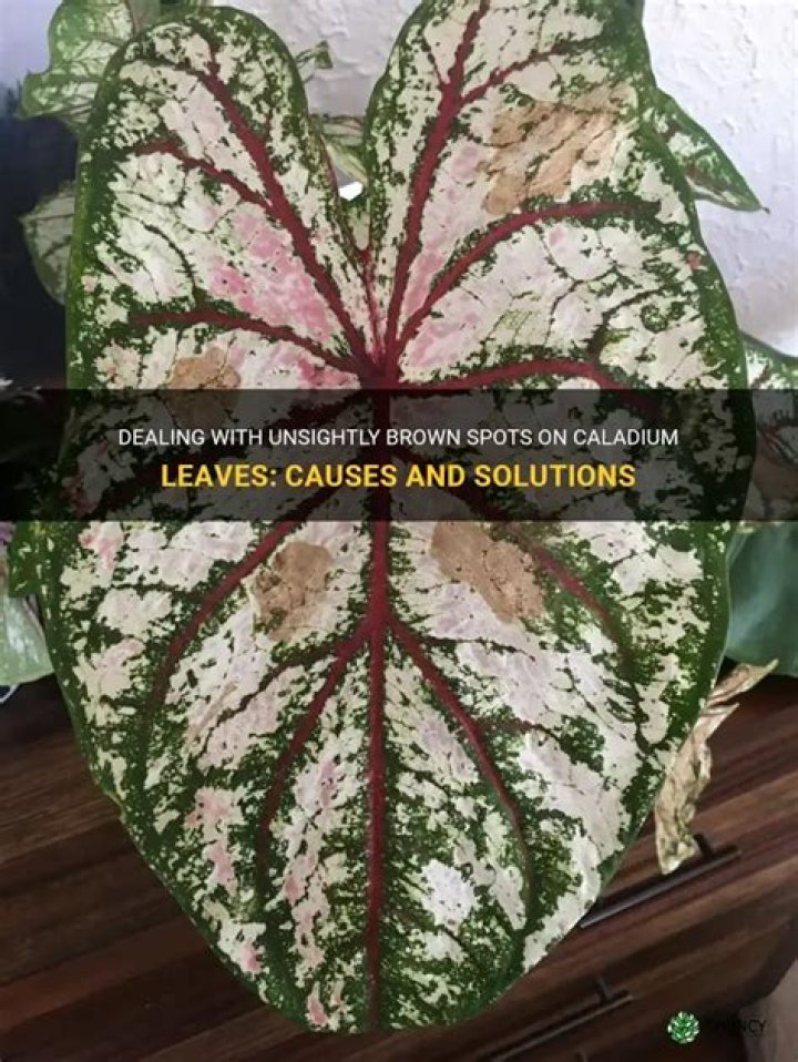 Why do caladium leaves turn brown?