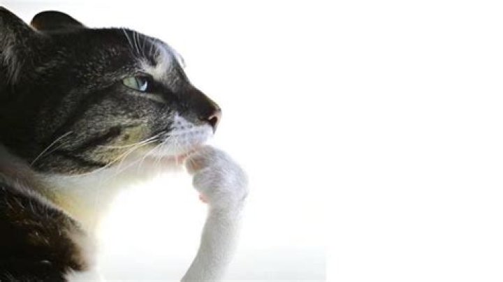 Why do cats hmm?