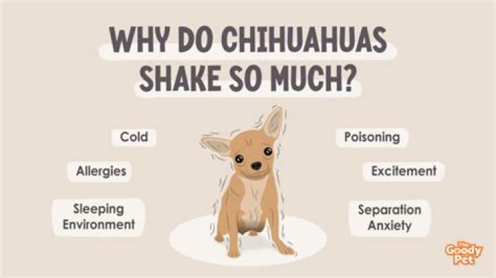 Why do chihuahuas shake so much?