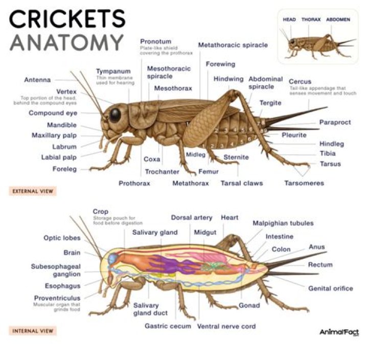 Why do crickets croak?