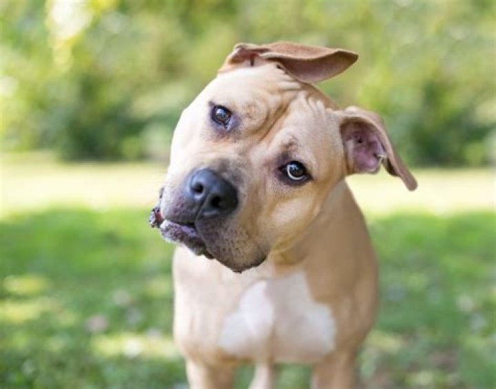 Why do dogs have bobtails?