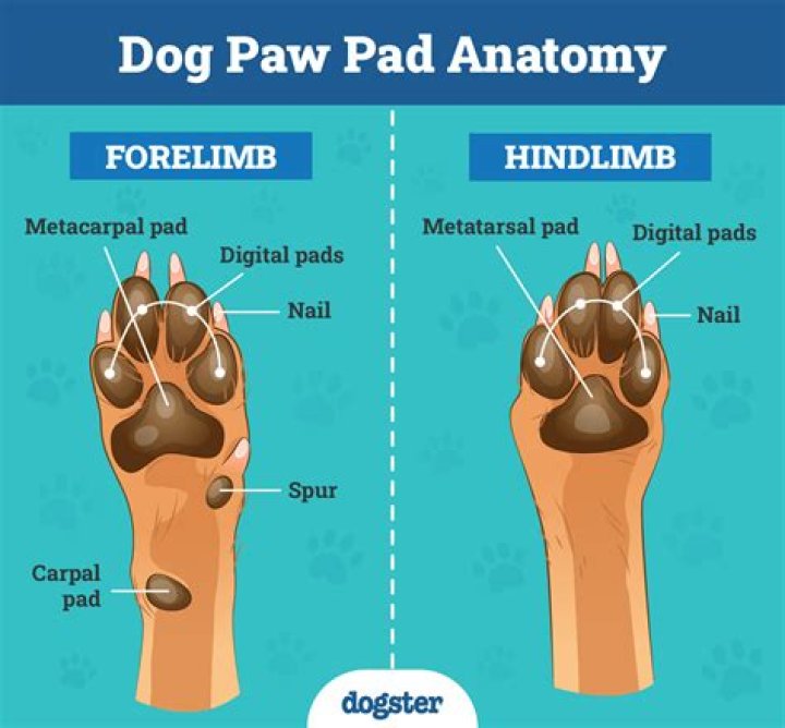Why do dogs hiccup?