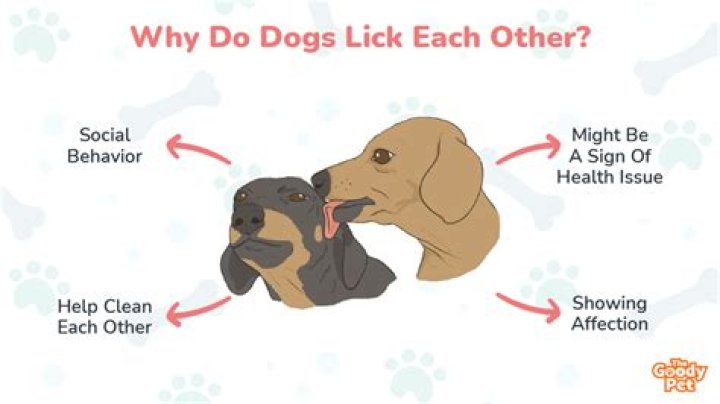 Why do dogs lick?