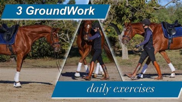 Why do groundwork horses?