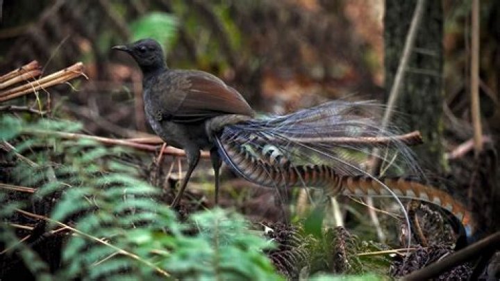 Why do lyrebirds mimic sounds?