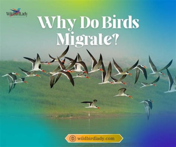 Why do redwings migrate?