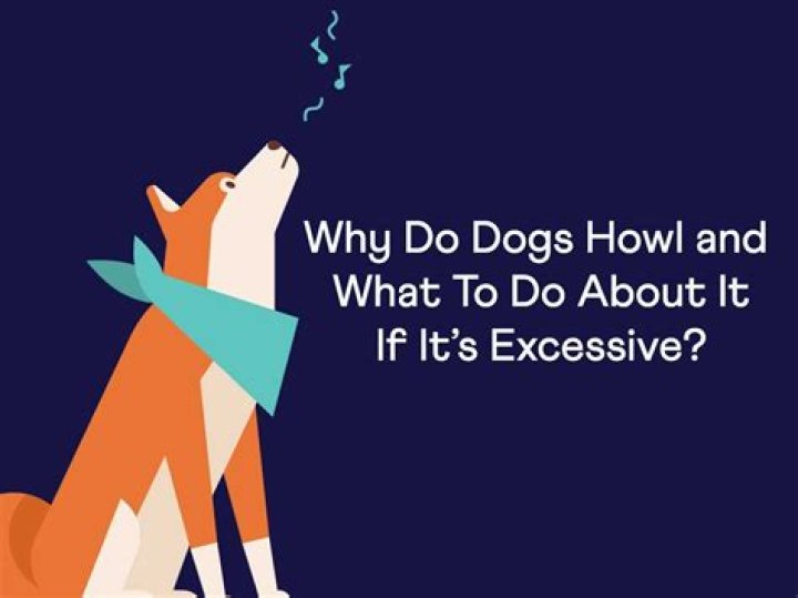 Why do salukis howl?